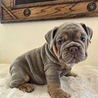 Saphora , a female English Bulldog for sale in Eaton, CO – 4 of 10