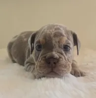 Chanel, a female English Bulldog for sale in Eaton, CO – 5 of 10