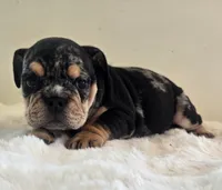 Fancy, a female English Bulldog for sale in Eaton, CO – 5 of 10
