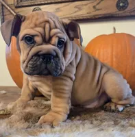 Lander, a male English Bulldog for sale in Eaton, CO – 2 of 10