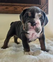 Robert, a male English Bulldog for sale in Eaton, CO – 7 of 10