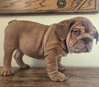 Diesel, a female English Bulldog for sale in Eaton, CO – Photo 2 of 10
