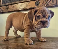 Diesel, a female English Bulldog for sale in Eaton, CO – Photo 5 of 10
