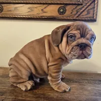 Diesel, a female English Bulldog for sale in Eaton, CO – Photo 3 of 10