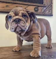 Diesel, a female English Bulldog for sale in Eaton, CO – Photo 7 of 10