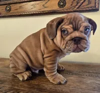 Diesel, a female English Bulldog for sale in Eaton, CO – Photo 4 of 10