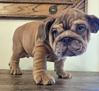 Diesel, a female English Bulldog for sale in Eaton, CO – Photo 10 of 10