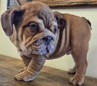 Diesel, a female English Bulldog for sale in Eaton, CO – Photo 6 of 10
