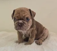 Dozer, a male English Bulldog for sale in Eaton, CO – 8 of 10