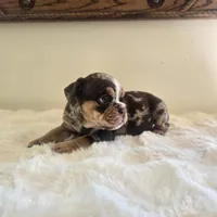 Prada, a female English Bulldog for sale in Eaton, CO – 4 of 10