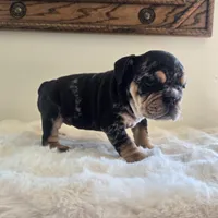 Fancy, a female English Bulldog for sale in Eaton, CO – 9 of 10