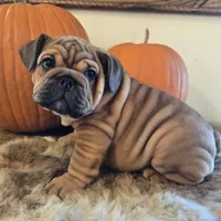 Quincy , a female English Bulldog for sale in Eaton, CO – 6 of 10