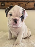 Romeo, a male English Bulldog for sale in Eaton, CO – 9 of 10