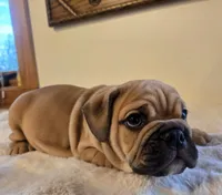 Max, a female English Bulldog for sale in Eaton, CO – 8 of 10