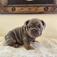 Saphora , a female English Bulldog for sale in Eaton, CO – 8 of 10