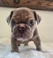 Dozer, a male English Bulldog for sale in Eaton, CO – 5 of 10