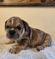 Diesel, a male English Bulldog for sale in Eaton, CO – 9 of 10