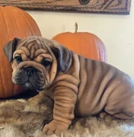 Quincy , a female English Bulldog for sale in Eaton, CO – 5 of 10