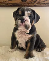 Robert, a male English Bulldog for sale in Eaton, CO – 9 of 10