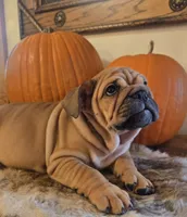 Lander, a male English Bulldog for sale in Eaton, CO – 7 of 10