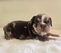 Prada, a female English Bulldog for sale in Eaton, CO – 6 of 10