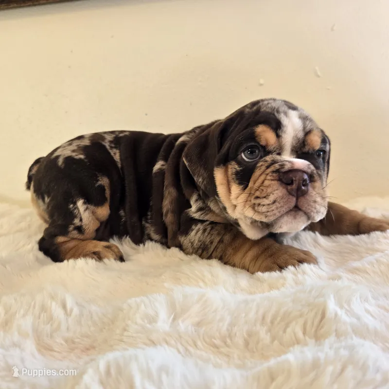 Prada – English Bulldog puppy for sale in Eaton, CO