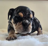 Fancy, a female English Bulldog for sale in Eaton, CO – 10 of 10