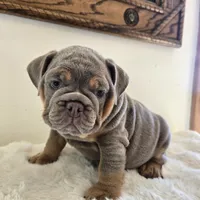 Saphora , a female English Bulldog for sale in Eaton, CO – 7 of 10