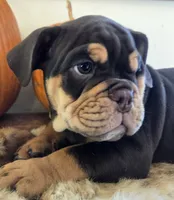 Wilson, a male English Bulldog for sale in Eaton, CO – 5 of 10
