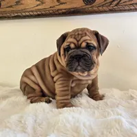 Ruby, a female English Bulldog for sale in Eaton, CO – 7 of 10