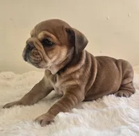 Quincy, a female English Bulldog for sale in Eaton, CO – 9 of 10