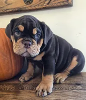 Wilson, a male English Bulldog for sale in Eaton, CO – 9 of 10
