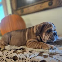 Turbo, a male English Bulldog for sale in Eaton, CO – 10 of 10