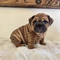 Ruby, a female English Bulldog for sale in Eaton, CO – 8 of 10