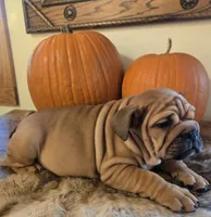 Lander, a male English Bulldog for sale in Eaton, CO – 8 of 10