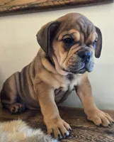 Lucky, a female English Bulldog for sale in Eaton, CO – 7 of 10