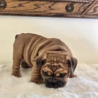 Ruby, a female English Bulldog for sale in Eaton, CO – 10 of 10