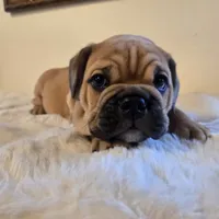 Max, a female English Bulldog for sale in Eaton, CO – 3 of 10