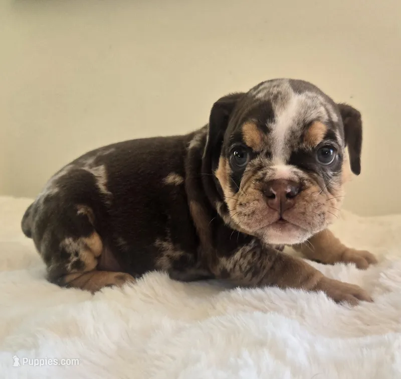 Prada – English Bulldog puppy for sale in Eaton, CO