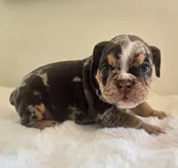 Prada, a female English Bulldog for sale in Eaton, CO – 1 of 10