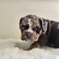 Hugh, a male English Bulldog for sale in Eaton, CO – 6 of 10