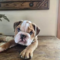 Digs, a male English Bulldog for sale in Eaton, CO – Photo 8 of 9