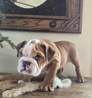 Digs, a male English Bulldog for sale in Eaton, CO – Photo 5 of 9