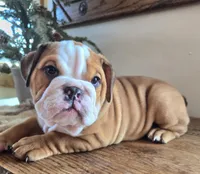 Digs, a male English Bulldog for sale in Eaton, CO – Photo 4 of 9