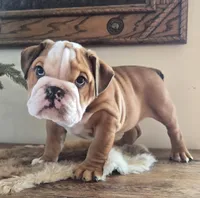 Digs, a male English Bulldog for sale in Eaton, CO – Photo 2 of 9