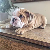 Digs, a male English Bulldog for sale in Eaton, CO – Photo 7 of 9