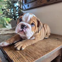 Digs, a male English Bulldog for sale in Eaton, CO – Photo 9 of 9