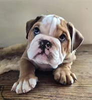 Digs, a male English Bulldog for sale in Eaton, CO – Photo 3 of 9