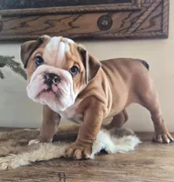 Digs, a male English Bulldog for sale in Eaton, CO – Photo 1 of 9