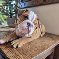 Digs, a male English Bulldog for sale in Eaton, CO – Photo 6 of 9